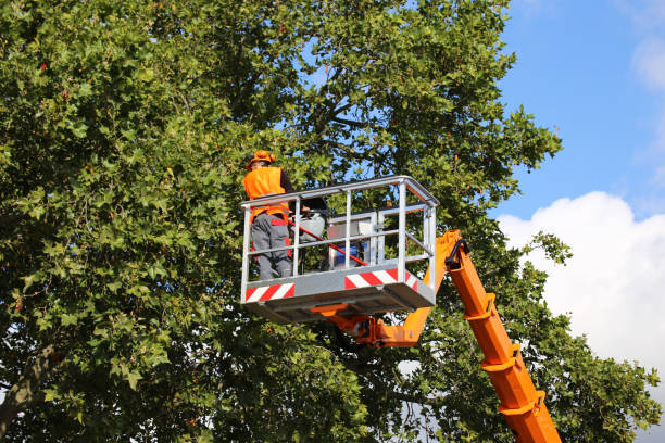 Bellevue, WI Tree Care Services Company